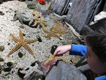 Ven a volar cometas y a jugar a Piratas en la playa