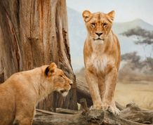 Sudáfrica. El África diferente