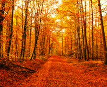 Puente Noviembre en Irati y Nacedero del Urederra. GRUPO COMPLETO